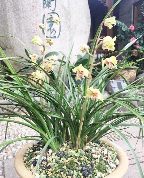 曾获奖多次的兰花,花姿好看,花香四溢,曾一苗难求,