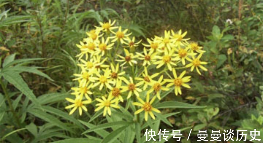 还魂草|乡下不起眼的“返魂草”,有如此多功效,为抗肿瘤的良药