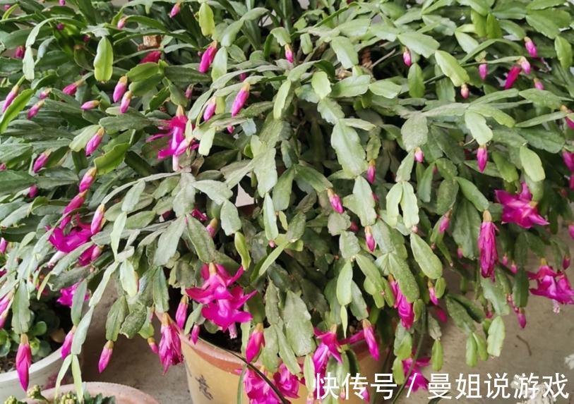 浇不对水,养不好蟹爪兰!老花匠亲授:用“筷子”就能解决难题