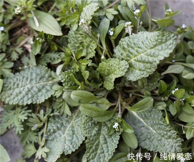 蟾蜍草|農(nóng)村這個(gè)草，葉子看起來(lái)坑坑洼洼，它的價(jià)值珍貴