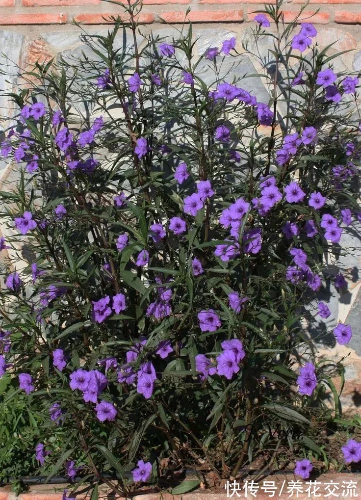 花量极其丰富的翠芦莉,适合在院子里种一片,也能养成盆栽