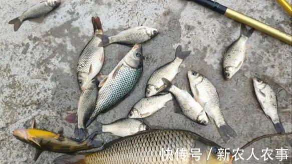 爷爷|重庆爷孙三人组团钓鱼,萌娃起竿就是一条鱼,网友:爸爸情何以堪