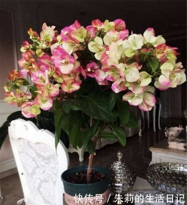 三角梅还没开花春天用3个妙招，让它花儿朵朵冒！