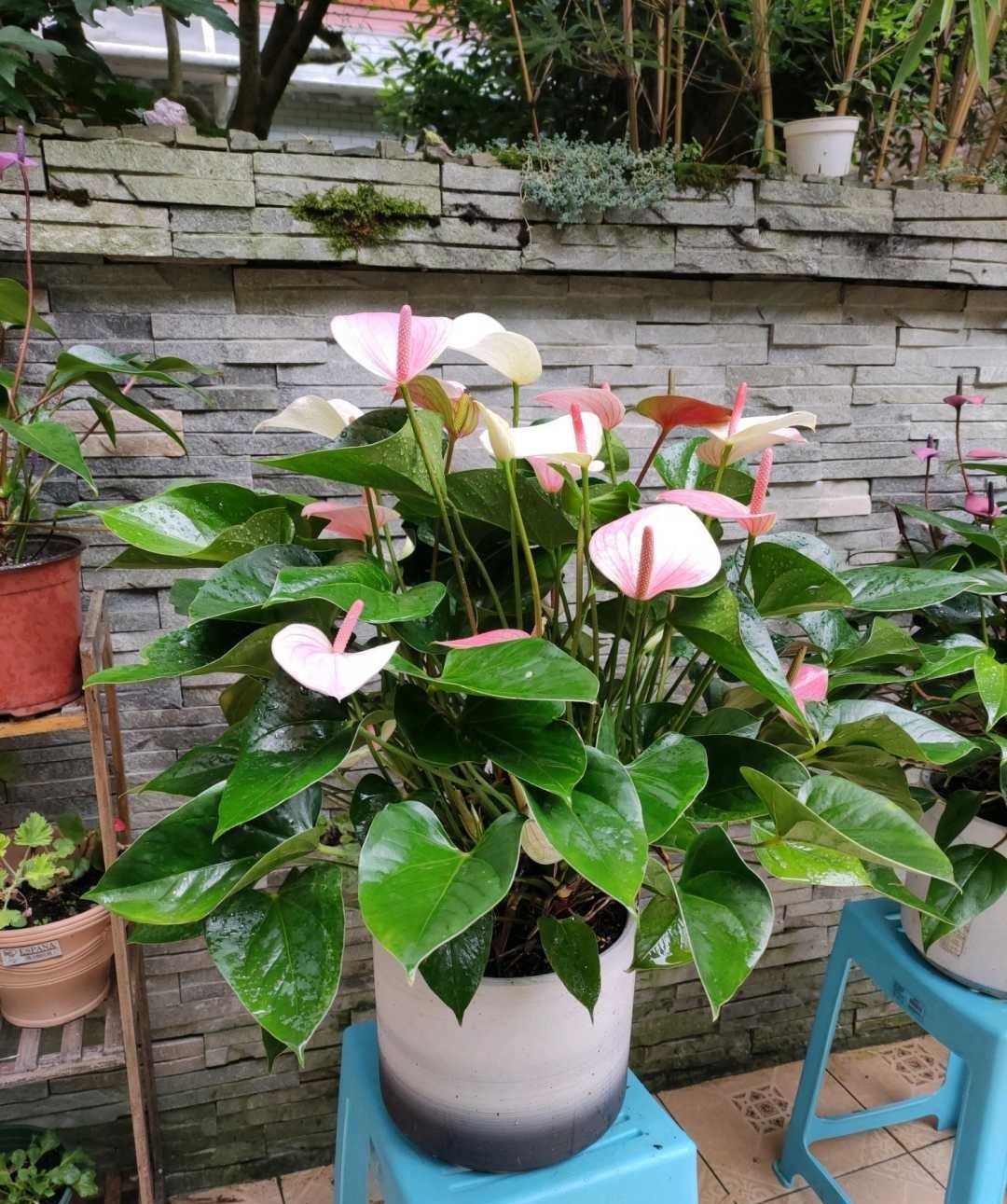 空气|这6种花，是净化空气的小能手，为了健康，家里一定要放一盆