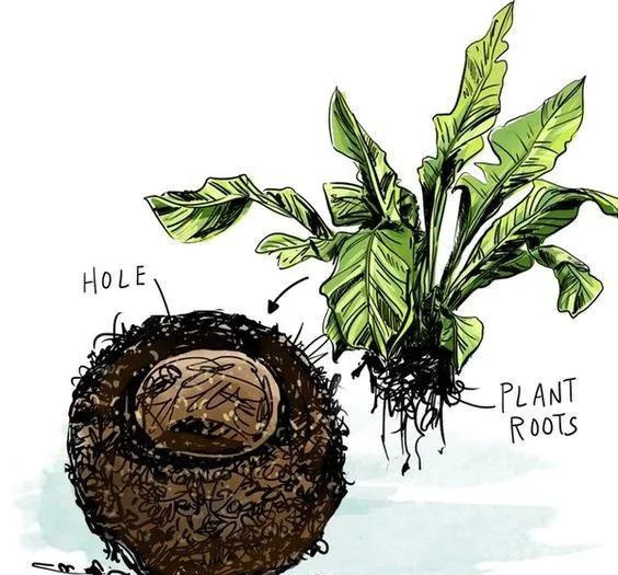 室内绿植种花不用盆，揉一个小球吊起来就让家里美翻