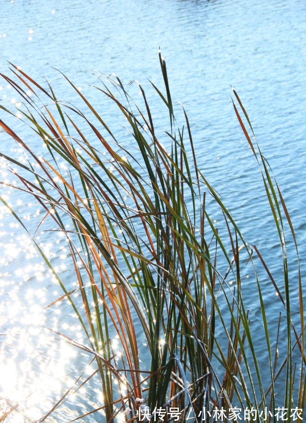 冬天#白居易笔下的冬天,美到极致,暖到极致