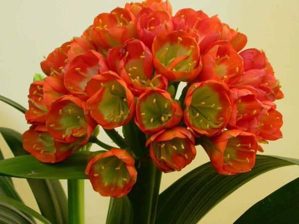 君子兰依赖2种水,春秋轮流浇,叶纹深品种高,花箭嗖嗖冒