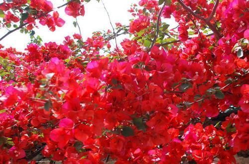 3种木质花卉,开花漂亮花期超长,越养越漂亮,是盆栽佳品!