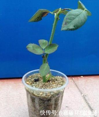 不会扦插月季花，小花匠教你个“小窍门”，2周长满根，100成活