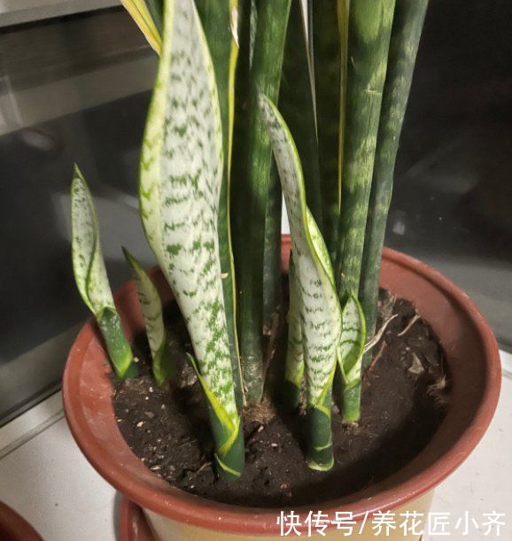 新芽|8月份养虎皮兰，这三件事别偷懒，做好新芽长满盆，叶厚根壮