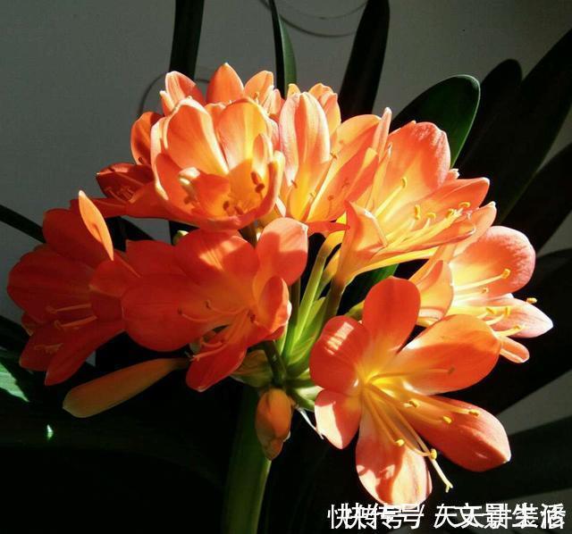 户外捡3种东西,养花肥沃、透气,1-2年不施肥,花卉轻松爆盆