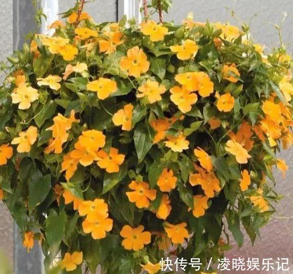 长春花|想让家里常年飘香，就养殖3种花卉，管理简单、易爆盆