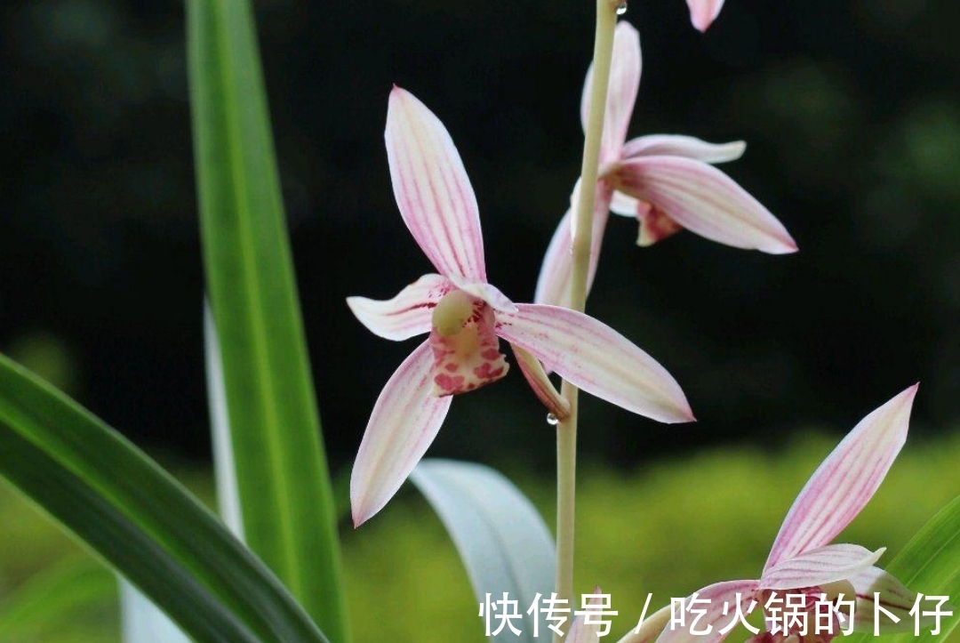 春天养兰花注意几个步骤，做到了，花香四溢开花多