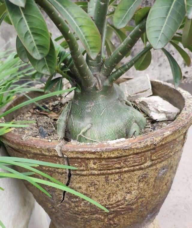 2种植物长得旺,2年不换盆,根系新芽“撑破”花盆