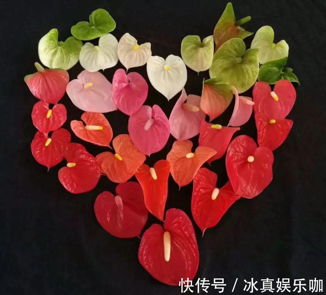 5种“红火花”,养在家里红红火火,鸿运当头,好看又吉利