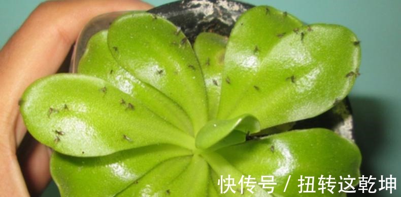 用最简单的方法,杀最难缠的多肉虫害,轻松杀灭蚧壳虫和小黑飞!