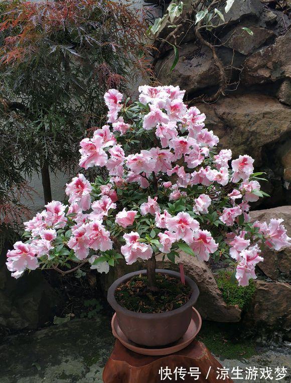 新买的杜鹃,记住4点,不黄叶不落叶,盆盆都能开爆