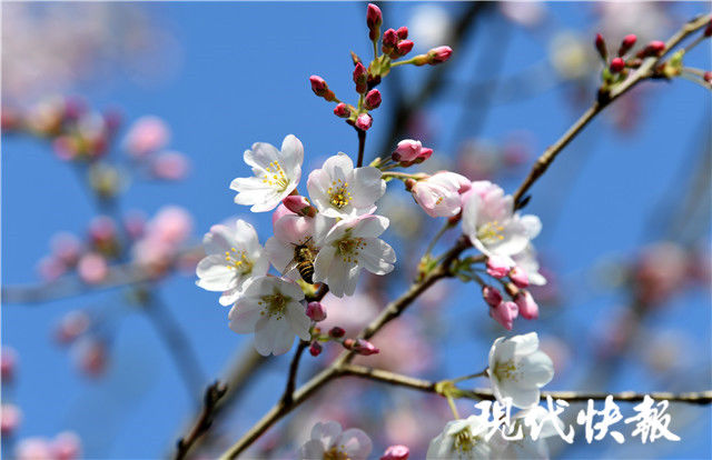 赏花约吗？玄武湖浪漫樱花海即将上线，樱洲已现人从众