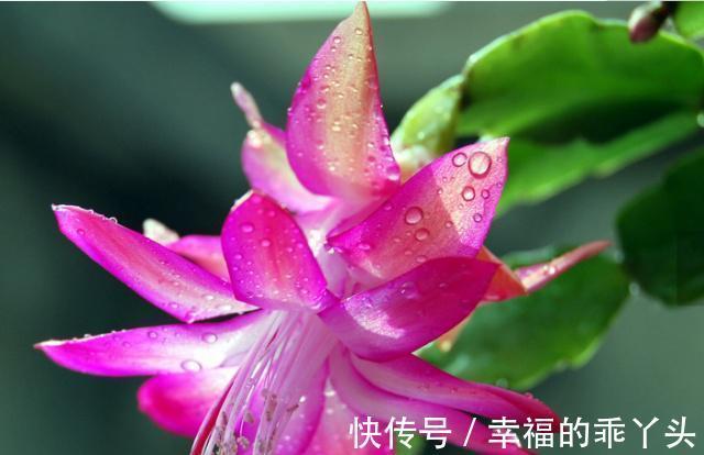 健康花|小雪节气要来,家里要有的3种“健康花”,寓意顺心如意福寿安康