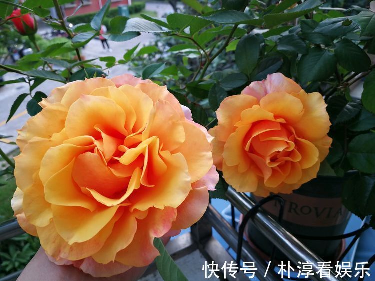 子持莲华|喜欢牡丹,不如养“优良玫瑰”假日公主,花开金光四射,热情似火
