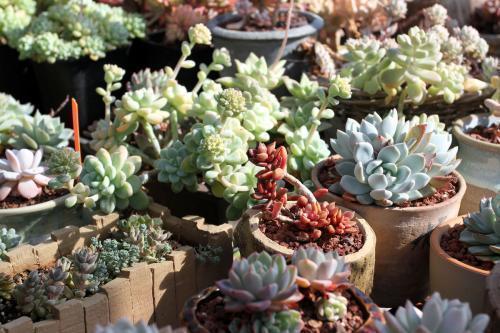 要注意多肉的6个求救信号, 看到了要行动 ,要不凉凉