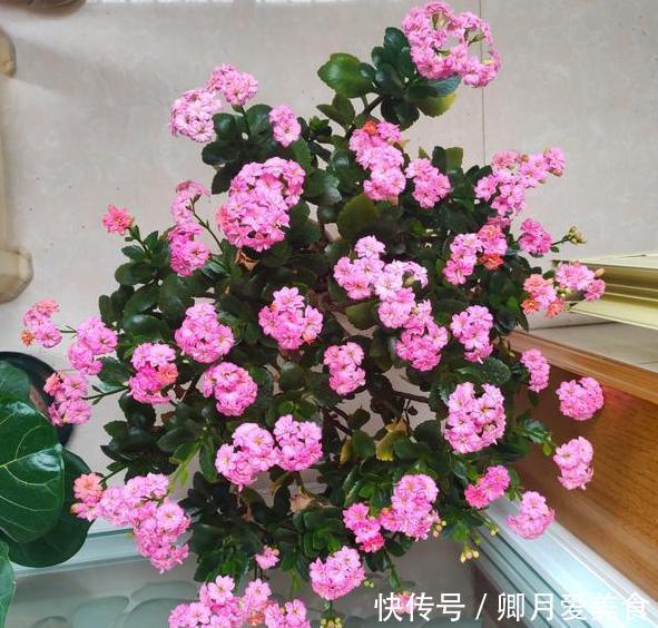 这4款花卉最适合在家盆栽,一年花开四季,一茬接着一茬窜花