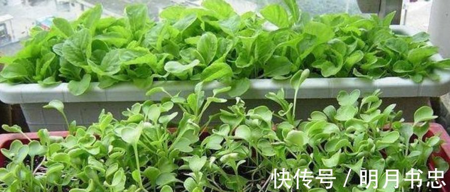 肥料|阳台上最容易种植的“4种蔬菜”生长得快,浇水就行了