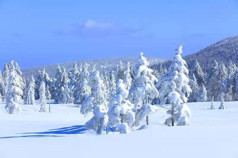 凤凰山|凤凰山景区现百公顷雾凇雪松景观