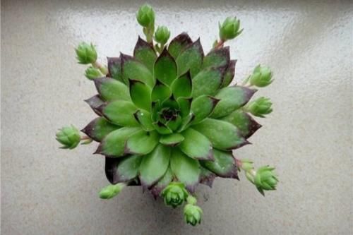 多肉植物怎么养？