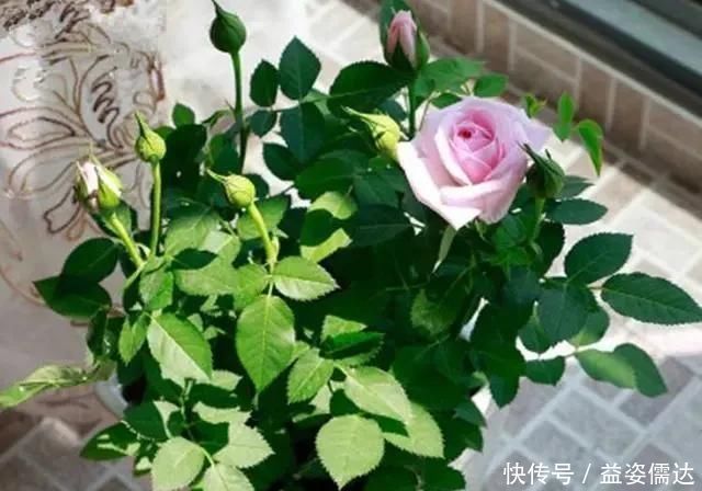 三月初,这“四朵花”任意养长,枝叶绿,花开,一年到头都在开花