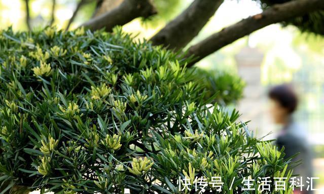 栽种|院子里有空地要种三种树,没空地挤挤也要种,寓意深远