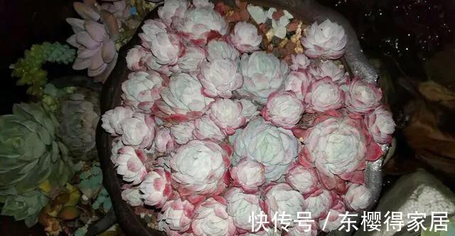 色彩斑斓|多肉冰梅这么养,能爆盆易变美,色彩斑斓惹人醉,还有迷人的香味