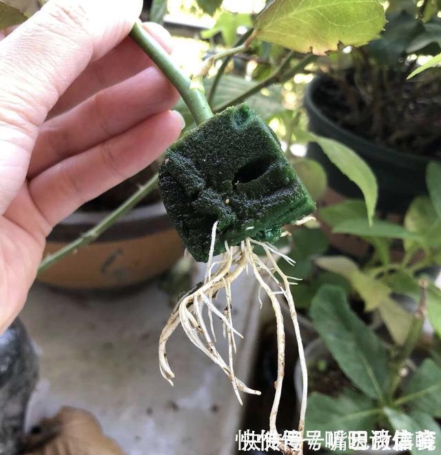 生根|扦插月季不生根?用这捂一捂,过几天“冒白根”,变成月季大户