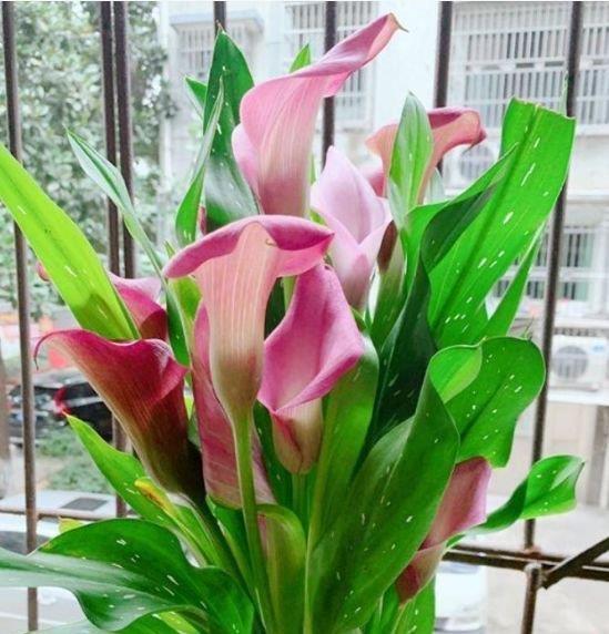 阳台养上“4种花”,花色多、花期长,美得倾国倾城,绚丽多彩