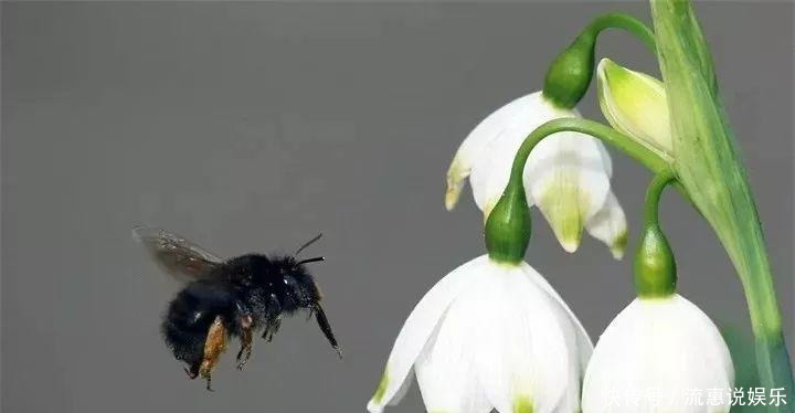 爆球|开在雪地里的花,零下20度冻不死,年年爆球一大堆!