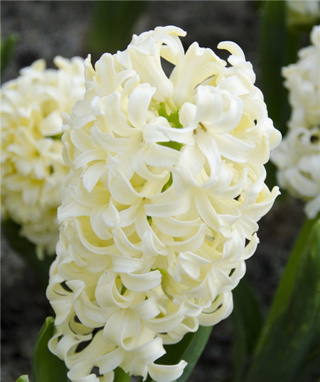 此花所代表的是胜利和幸福，是点燃的生命之火，花型可爱