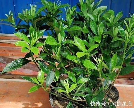 栀子花盆里挖个坑,养5年也不黄叶,枝头蹭蹭冒花苞,爆满盆