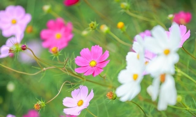 花海|四海镇的这一片花海被你承包了