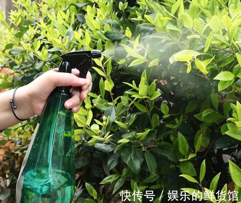 结晶体|养花用磷酸二氢钾催花，到底该怎么操作，为什么有人喜有人厌？
