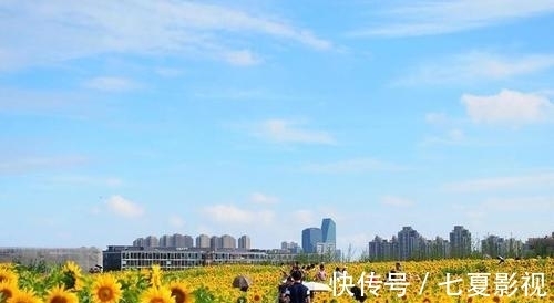 波斯菊|国庆不想人挤人？上海4万平方米的粉色花海绽放，地铁5号线直达