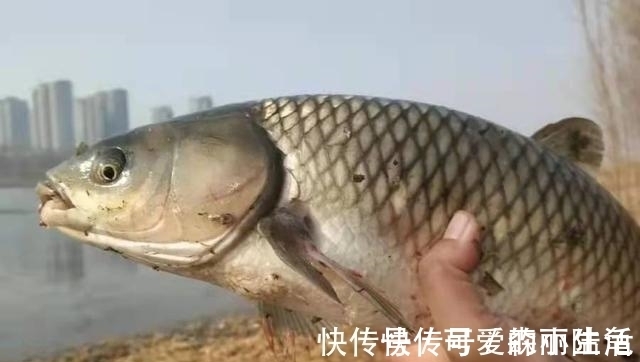 鱼线|别选了,再贵的草鱼饵也比不上它,既便宜又实用,后悔才知道