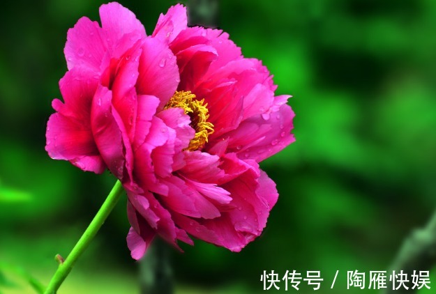 养人又旺财的4种花,开花吉祥富贵事业高升,有钱人都爱养