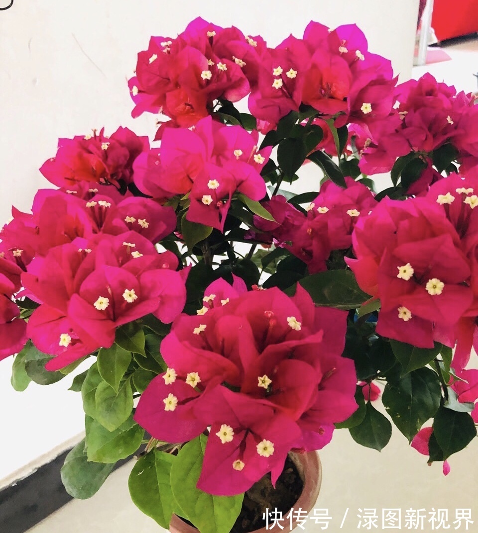 花卉|三角梅买回家以后,简单3步操作,30天花朵爆盆,小白都能养好