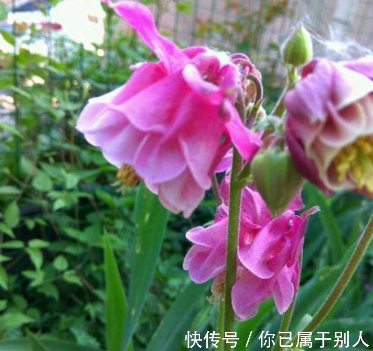 4种便宜又好养的花,名字好听,开更美,开花漂亮上档次!