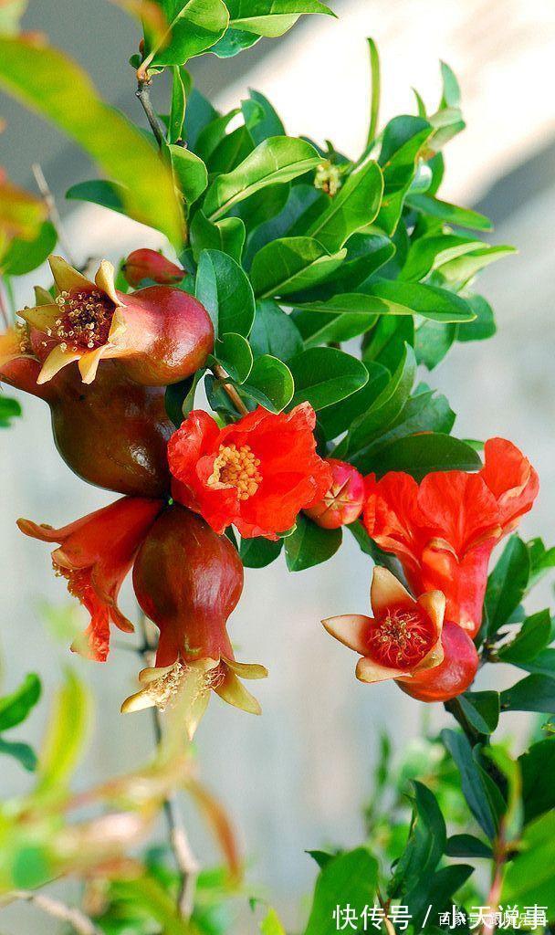 4种“镇宅”树,家里有地方,至少放上一盆,吉祥还旺财!