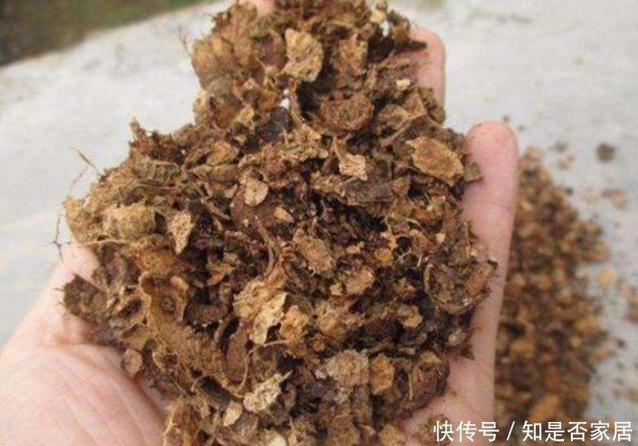 好土才能养好君子兰，3种“废物”搭配，不花一分钱，根系长满盆