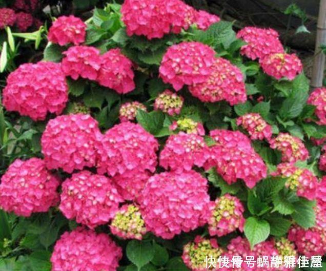 4种花对待懒人超友好的，一个月不浇水都没事，颜值超高的