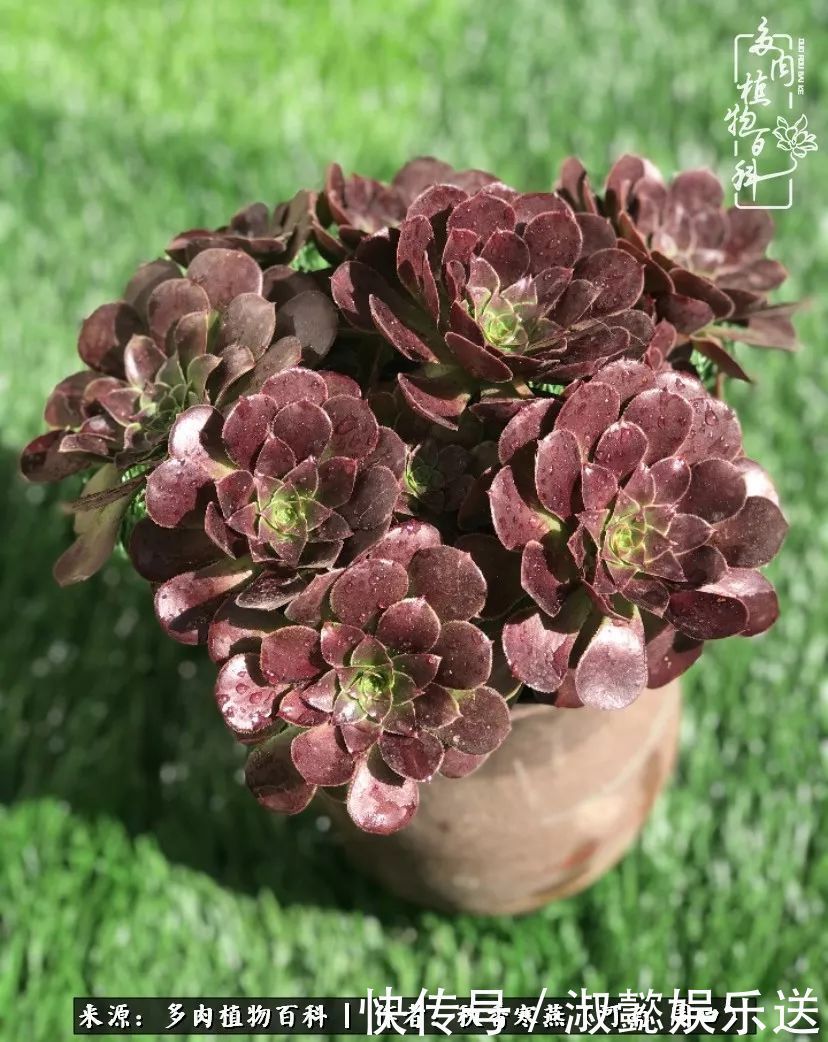 百科|多肉千万种,我独爱法师!爱它的霸气,更爱它的华丽蜕变!