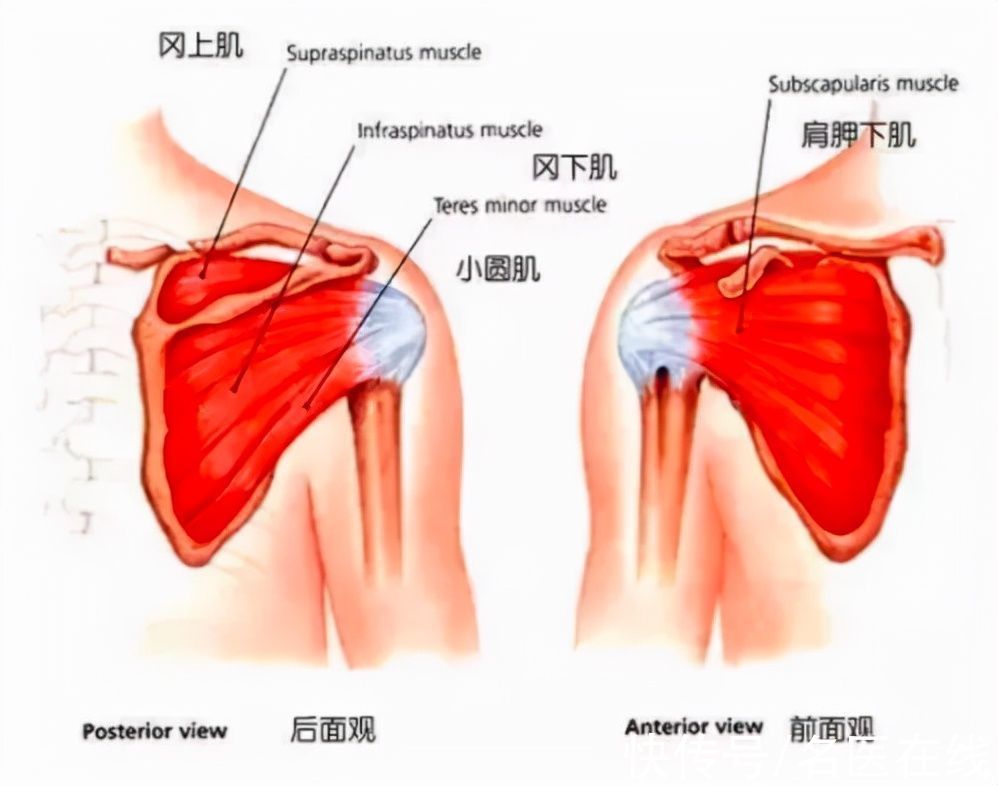 肩周炎|肩周炎到底是怎么回事？三分钟解析清楚