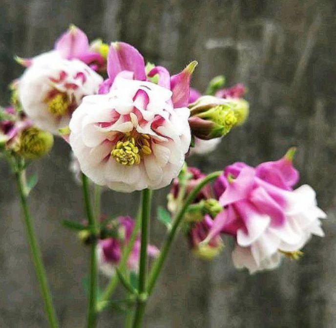 家养这些植物,阳台开出花海,花开媲美玫瑰,花朵姿态万千,美